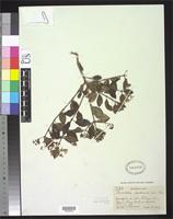 Isotype of Herodotia haitiensis Urban, I. & Ekman, E.L. 1926 [family ASTERACEAE]