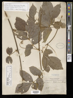 Isotype of Paullinia boliviana Radlk. [family SAPINDACEAE]