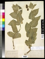 Asclepias californica Greene [family ASCLEPIADACEAE]