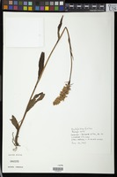 Filed as Dactylorhiza fuchsii (Druce) Soó [family ORCHIDACEAE]