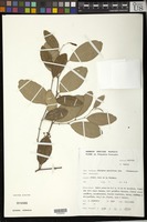 Filed as Ziziphus mauritiana Lam. [family RHAMNACEAE]
