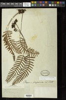 Pleopeltis polypodioides (L.) E.G. Andrews & Windham [family POLYPODIACEAE]