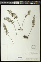 Pleopeltis polypodioides (L.) E.G. Andrews & Windham [family POLYPODIACEAE]