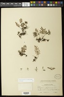Pleopeltis polypodioides (L.) E.G. Andrews & Windham [family POLYPODIACEAE]