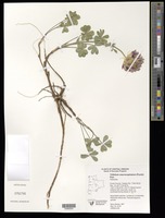 Trifolium macrocephalum (Pursh) Poir. [family FABACEAE]