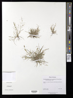 Eragrostis pectinacea variety miserrima (E. Fourn.) Reeder [family POACEAE]