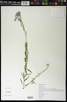 Linum perenne L. [family LINACEAE]