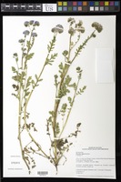 Phacelia ciliata [family HYDROPHYLLACEAE]