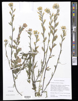 Castilleja coccinea (L.) Spreng. [family SCROPHULARIACEAE (OROBANCHACEAE)]