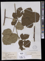 Rubus vestitus Weihe [family ROSACEAE]