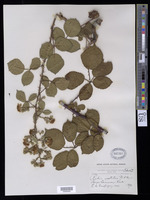 Rubus vestitus Weihe [family ROSACEAE]