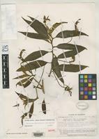 Isotype of Centropogon chontalensis Jeppesen, S. 1981 [family CAMPANULACEAE]