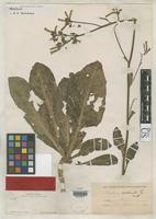 Filed as Nicotiana nudicaulis Watson, S. 1883 [family SOLANACEAE]
