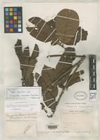 Isotype of Ragala sanguinolenta Pierre, J.B.L. 1891 [family SAPOTACEAE]