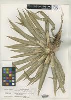 Holotype of Navia jauana Smith, L.B. & et al. 1976 [family BROMELIACEAE]