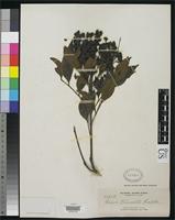 Isotype of Guioa truncata Radlkofer, L.A.T. 1913 [family SAPINDACEAE]