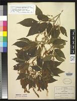 Isotype of Thouinia acuminata Watson, S. 1890 [family SAPINDACEAE]