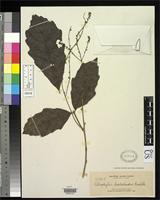 Isotype of Allophylus leptocladus Radlkofer, L.A.T. 1913 [family SAPINDACEAE]
