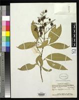 Isotype of Sapindus oligophyllus Merrill, E.D. & Chun, W.Y. 1935 [family SAPINDACEAE]