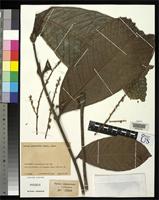 Isotype of Talisia grandifolia Cuatrecasas, J. 1951 [family SAPINDACEAE]