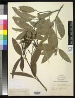 Filed as Nephelium bifoliolatum Thwaites, G.H.K. 1864 [family SAPINDACEAE]