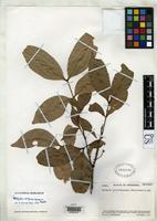Isotype of Matayba sororopaniana Steyermark, J.A. 1952 [family SAPINDACEAE]