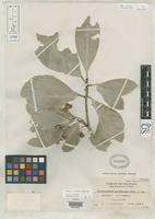 Isotype of Glyptopetalum palawanense Merrill, E.D. 1925 [family CELASTRACEAE]