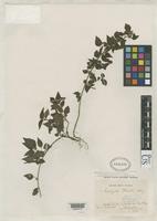 Isotype of Acalypha multicaulis var. tenuispica Pax, F.A. & Hoffmann, K.A.O. 1924 [family EUPHORBIACEAE]