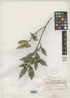 Isotype of Photinia euphlebia Merrill, E.D. & Chun, W.Y. 1935 [family ROSACEAE]