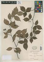 Isotype of Photinia subumbellata Rehder, A. & Wilson, E.H. 1912 [family ROSACEAE]