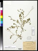 Isotype of Cardamine hirsuta var. flaccida Franchet, A.R. 1889 [family BRASSICACEAE]