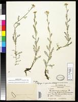 Isotype of Cardamine multijuga var. gracilis Schulz, O.E. 1921 [family BRASSICACEAE]