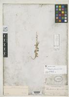 Isolectotype of Chenopodium fremonti Watson, S. 1871 [family CHENOPODIACEAE]