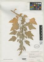 Isotype of Chenopodium pueblense Reed, H.S. 1950 [family CHENOPODIACEAE]
