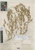 Holotype of Endolepis covillei Standley, P.C. 1916 [family CHENOPODIACEAE]