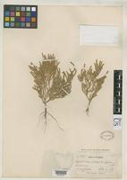 Isotype of Salicornia rubra Nelson, A. 1899 [family CHENOPODIACEAE]