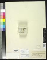 Isotype of Achyranthes crassifolia Standley, P.C. 1919 [family AMARANTHACEAE]