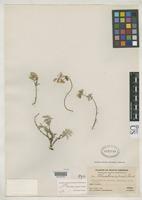 Isotype of Alternanthera calcicola Standley, P.C. 1936 [family AMARANTHACEAE]