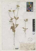Isotype of Gomphrena nitida Rothrock, J.T. 1878 [family AMARANTHACEAE]