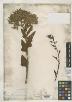 Holotype of Celosia floribunda Gray, A. 1861 [family AMARANTHACEAE]