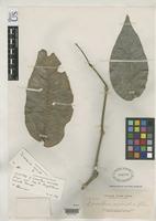 Isotype of Loranthus miniatus Elmer, A.D.E. 1913 [family LORANTHACEAE]