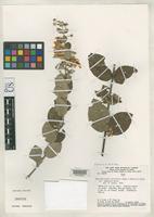 Isotype of Banisteriopsis malifolia var. appressa Gates, B. 1982 [family MALPIGHIACEAE]