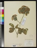 Holotype of Cordia morelosana Standley, P.C. 1924 [family BORAGINACEAE]