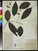 Holotype of Homalium eurypetalum Blake, S.F. 1919 [family FLACOURTIACEAE]