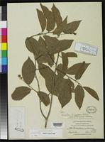 Holotype of Homalium leiogynum Blake, S.F. 1919 [family FLACOURTIACEAE]