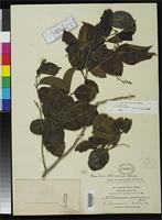 Holotype of Homalium pleiandrum Blake, S.F. 1919 [family FLACOURTIACEAE]
