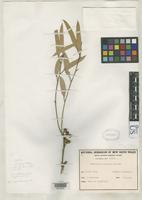 Isotype of Eucalyptus rigidula Cambage, R.H. & Blakeley, W.F. 1928 [family MYRTACEAE]