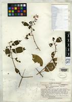 Holotype of Miconia collayensis Wurdack, J.J. 1967 [family MELASTOMATACEAE]