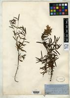Isotype of Dracocephalum ruyschiana var. japonicum Gray, A. 1859 [family LAMIACEAE]