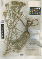 Holotype of Plummera ambigens Blake, S.F. 1929 [family ASTERACEAE]